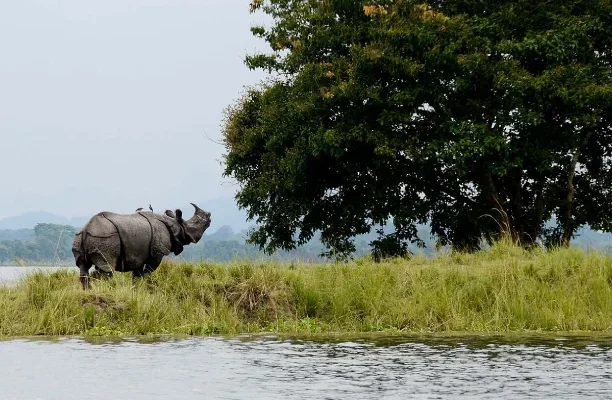 Assam Wildlife Culture Journey