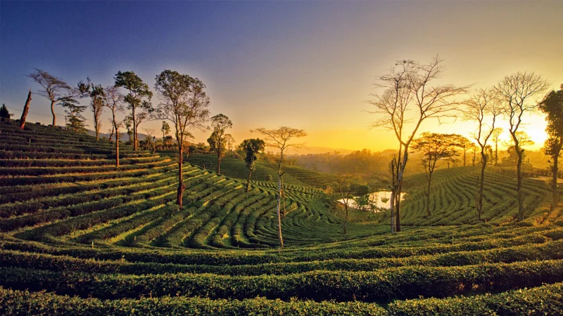 best tour package of assam